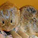 プレーリーハタネズミがヒトと同じように共感を示すことが判明