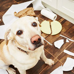 犬は人間が怒っていることを理解し、目をそらしている