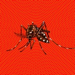 「ジカ熱」に的確に対応するために知っておくべきこと