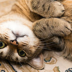 猫飼いなら考えておきたい防災対策