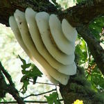 サバイバル環境での救世主？水のありかを教えてくれる昆虫４種
