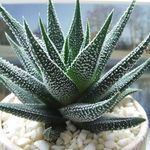 サボテンなどの多肉植物を枯らさないための簡単なルール