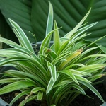 サボテンを枯らしてしまう人でもわかる、観葉植物を枯らさないためのコツ