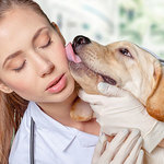 犬が人の顔をなめたがる理由とそれを避けた方が良い理由