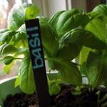 寒い季節に備えて鉢植えを室内に移すときのTips