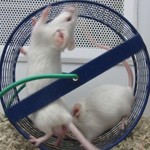 マウスを使った食事研究が信頼性に欠ける理由