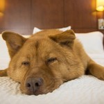 【週末に寝だめしたい人のための睡眠診断】会社に行くのがつらいのは「眠り方が不規則」なせいかも...