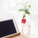 自宅で収穫。子どもと楽しむミニマムな水耕栽培キット「Potland」