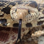 人間にはヘビを素早く見つける視覚システムが備わっている？