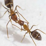 アリのキスには予想以上の役割があった！