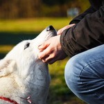 犬が吠えないように訓練するコツ