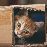 空箱が猫へのプレゼントにぴったりな理由