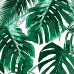 観葉植物が枯れてしまったのか、休眠しているのかを見分ける方法