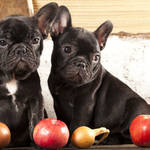 それ、愛犬に食べさせて大丈夫？　「犬に食べさせていいもの＆悪いもの」まとめ