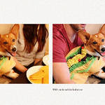 Googleフォト新機能：色が黄ばんだ写真を自動で修正