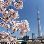 東京 お花見・桜の見えるレストランの人気13店【穴場あり】ほか〜木曜のライフハック記事まとめ