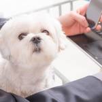 犬に優しいオフィスがもたらすメリット