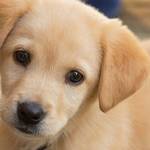 子犬は赤ちゃん言葉で話しかけられるのが好き